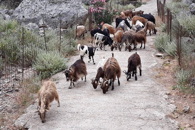 Private - Jeep Safari Tour with Lunch and Tastings - Why this private Chania jeep safari is different
