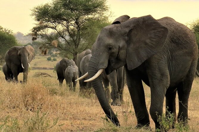 Private Multi Day Tour Tanzania Safari - Day 1: Tarangire and the first elephant sightings