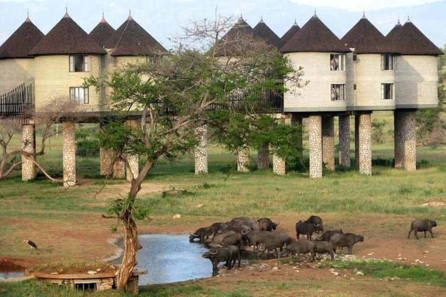 PRIVATE OVERNIGHT SALTLICK SAFARI FROM MOMBASA OR DIANI - Key points at a glance
