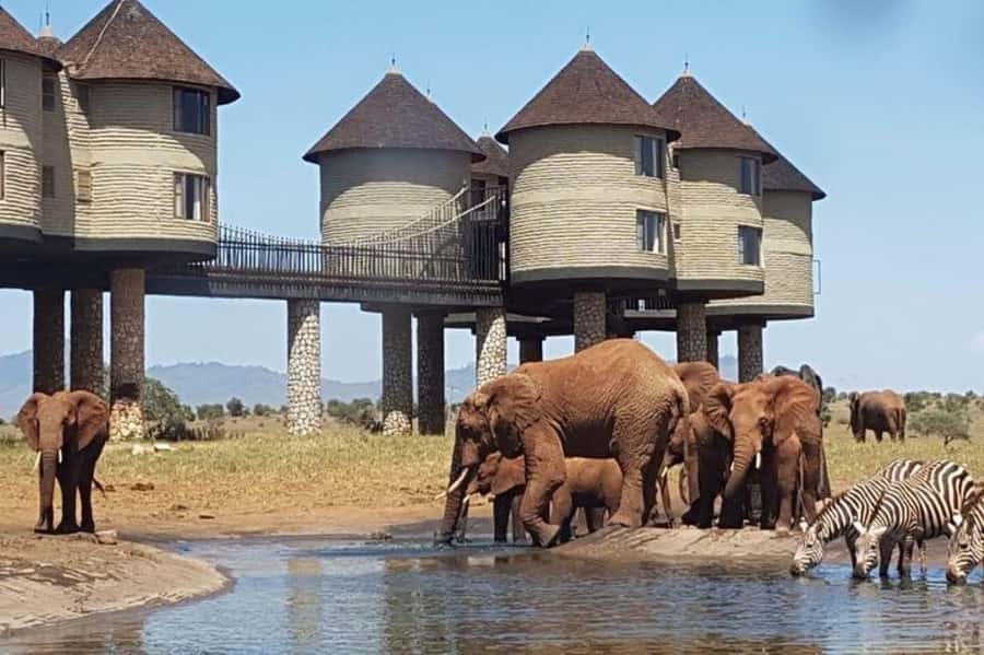 PRIVATE OVERNIGHT SALTLICK SAFARI FROM MOMBASA OR DIANI - Why Salt Lick Lodge makes this safari different
