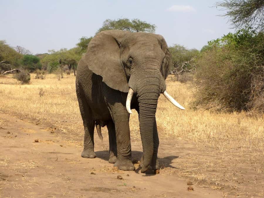 PRIVATE OVERNIGHT SALTLICK SAFARI FROM MOMBASA OR DIANI - A night above the water holes