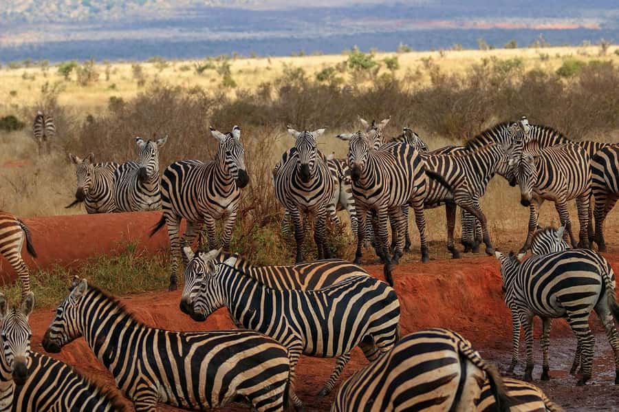 PRIVATE OVERNIGHT SALTLICK SAFARI FROM MOMBASA OR DIANI - Day two: an early start and the road home