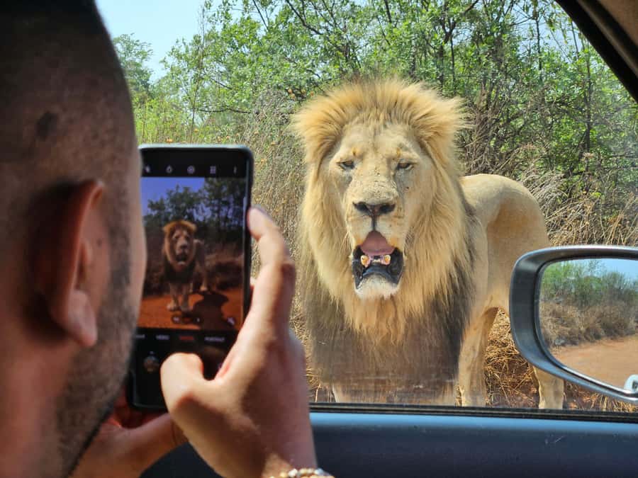 Private Rhino and Lion Park, Cradle Caves or Maropeng Museum - Key points to know before booking