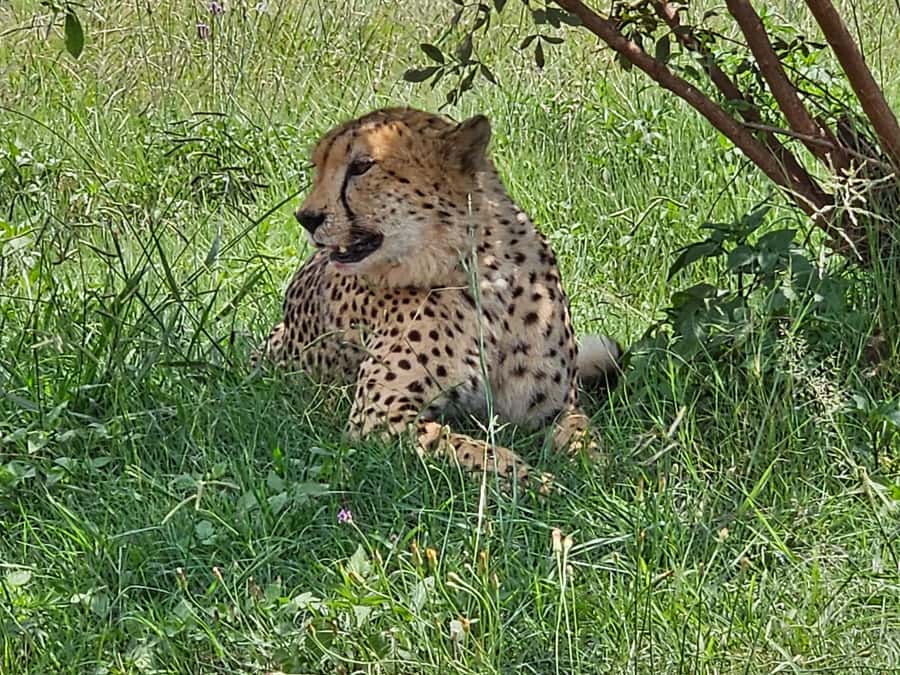 Private Rhino and Lion Park, Cradle Caves or Maropeng Museum - Should you book it?