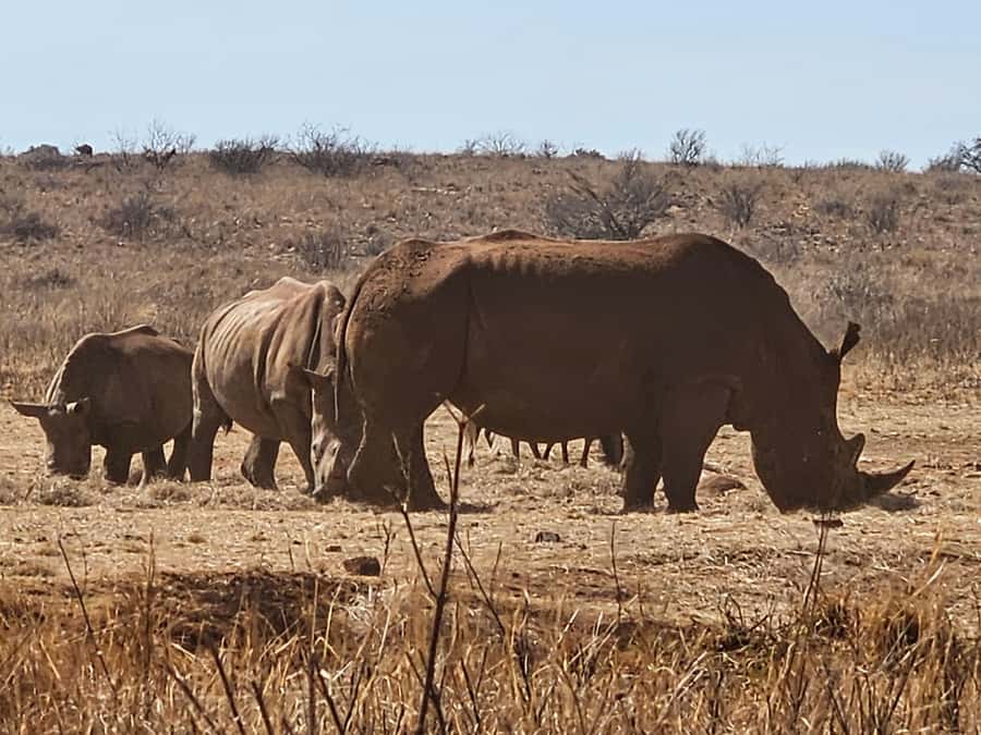Private Rhino and Lion Park, Cradle Caves or Maropeng Museum - Why this safari and fossil tour makes sense