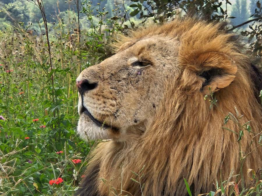 Private Rhino and Lion Park, Cradle Caves or Maropeng Museum - Choosing between Sterkfontein Caves and Maropeng Museum
