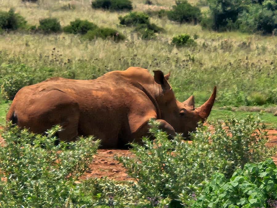 Private Rhino and Lion Park, Cradle Caves or Maropeng Museum - Shane’s guiding style and local perspective