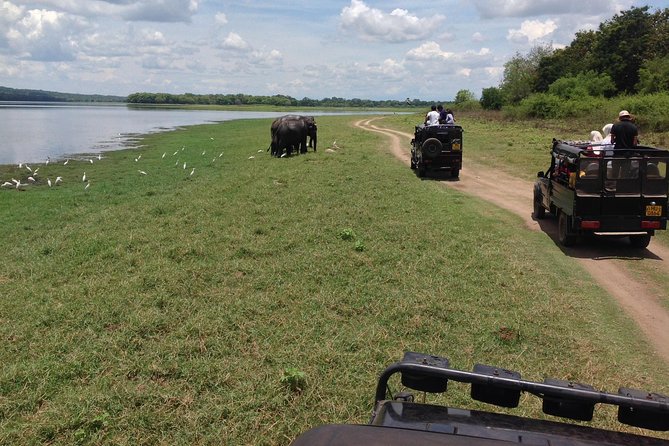 Private Trip to Sigiriya, Dambulla & safari from Colombo/ Negombo - Minneriya safari and the chance to see elephants