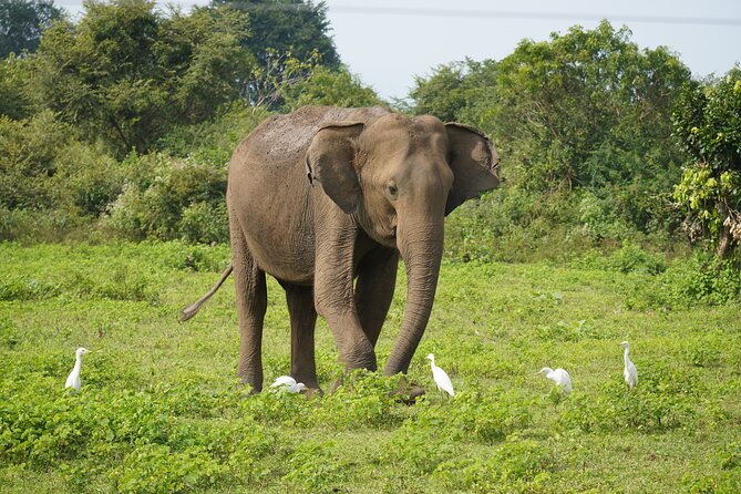 Private Udawalawe Safari Tour with Elephant Transit Home - Key points at a glance