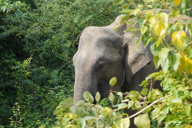 Private Udawalawe Safari Tour with Elephant Transit Home - What the private jeep changes