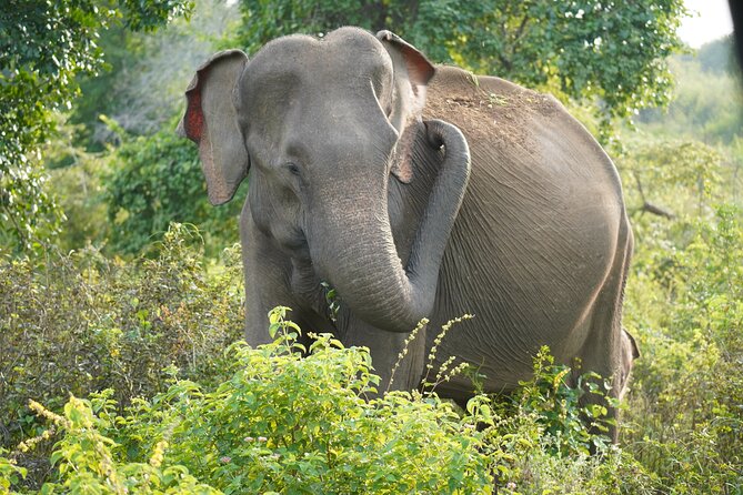 Private Udawalawe Safari Tour with Elephant Transit Home - Guides, questions, and the value of clear explanations