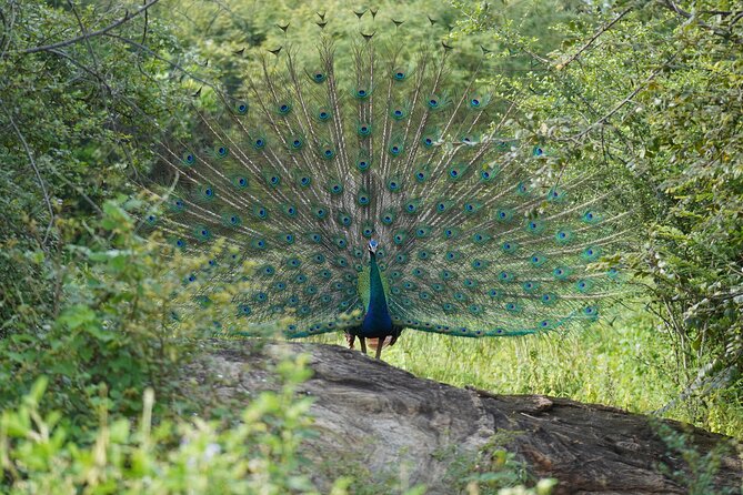 Private Udawalawe Safari Tour with Elephant Transit Home - Three hours among elephants, wetlands, and forest