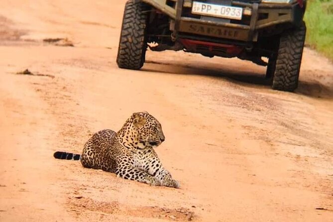 Private Wilpatu National Park Leopard safari from Colombo/Negambo - Key points at a glance