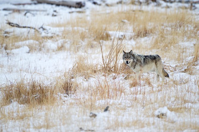 Private Yellowstone Winter Wolf Watching and Wildlife Safari - Why winter is the right season for wolf watching