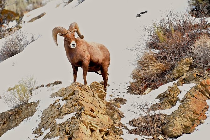 Private Yellowstone Winter Wolf Watching and Wildlife Safari - Food, equipment, and the value of a private group