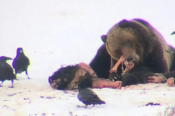 Private Yellowstone Winter Wolf Watching and Wildlife Safari - What the guides add to the experience
