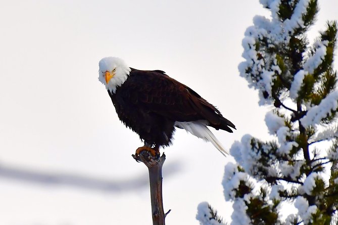 Private Yellowstone Winter Wolf Watching and Wildlife Safari - Who should book this Yellowstone safari?