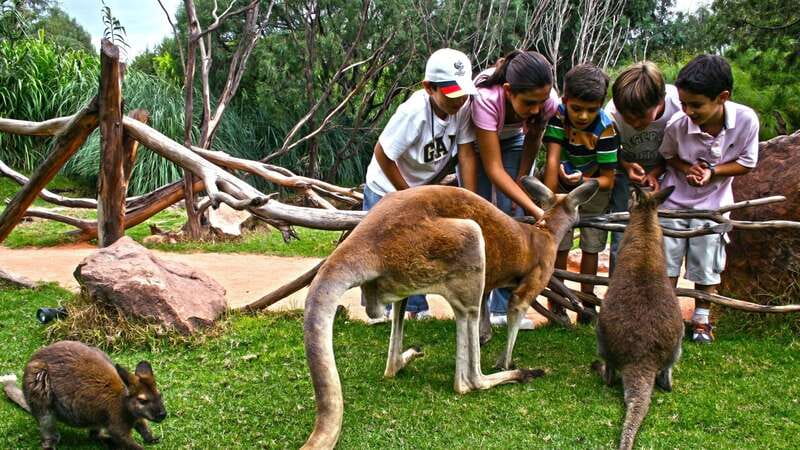 Puebla Africam Safari Park, Live an Unforgettable Adventure! - The animals are the main event