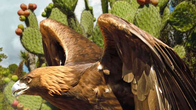 Puebla Africam Safari Park, Live an Unforgettable Adventure! - A coach safari, not a jungle jeep