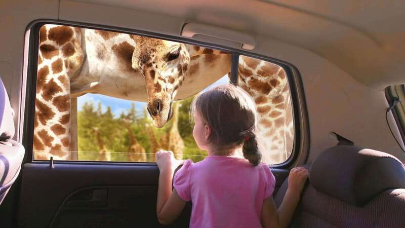 Puebla Africam Safari Park, Live an Unforgettable Adventure! - What the four-hour safari visit is like