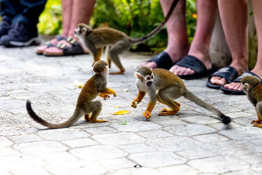 Punta Cana: Monkey Land Half-Day Safari and Plantation - The ride through La Altagracia matters