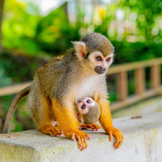 Punta Cana: Monkey Land Half-Day Safari and Plantation - Small details that make the day easier