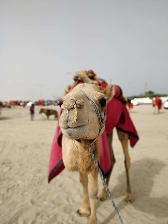 Qatar: Desert Safari, Camel Ride, Inland sea, Sandboarding - Timing, comfort, and who will enjoy it most