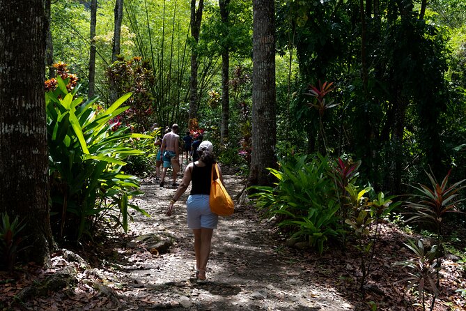 Rainforest Hike and Waterfall Safari - Venus Estate Waterfall and its natural pools