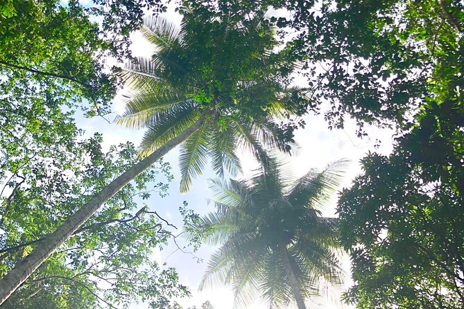 Rainforest Hike and Waterfall Safari - Guides who make the difference