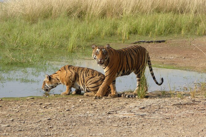 Ranthambore National Park - Why Ranthambore is worth the early start