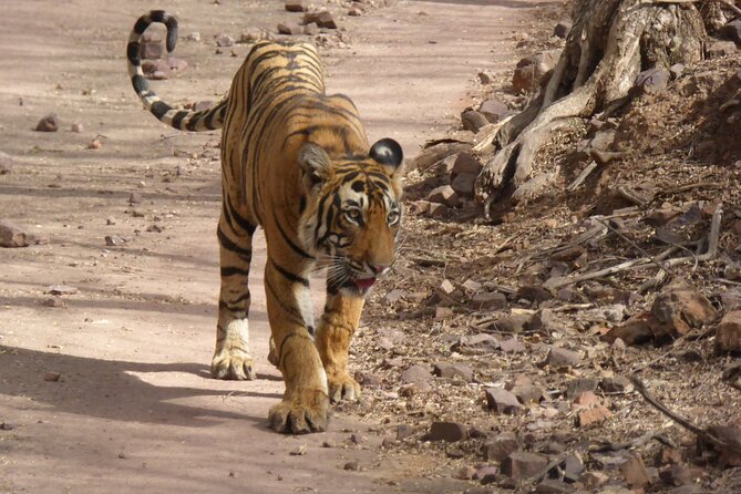 Ranthambore National Park - Planning around trains, weather, and cancellation rules