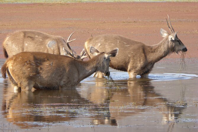 Ranthambore National Park - Should you book it?