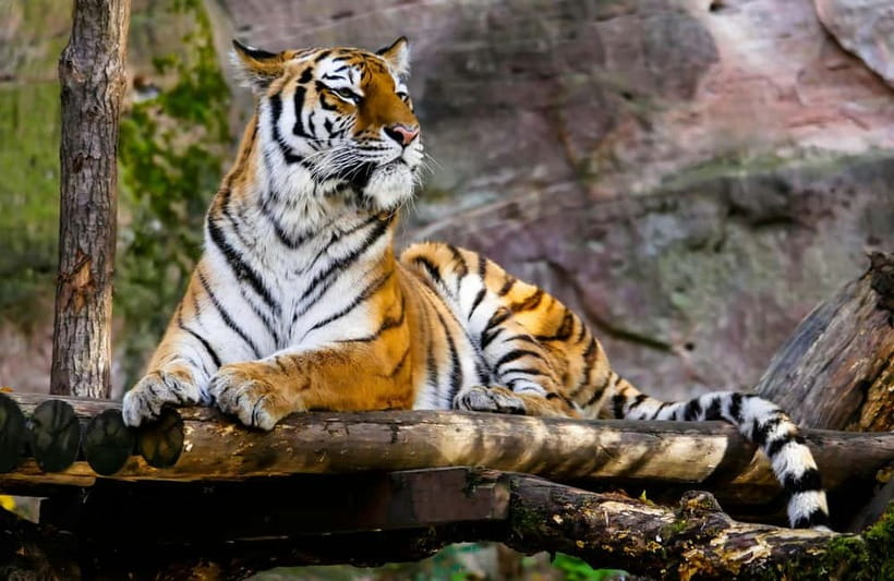Ranthambore National Park: Safari Ticket with Pickup Option - What you can see beyond the tiger