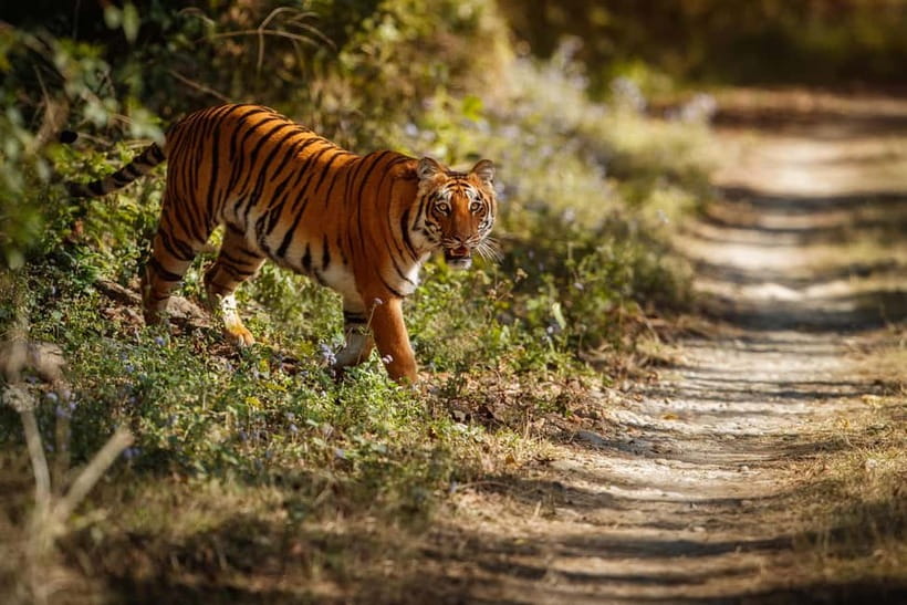 Ranthambore National Park: Safari Ticket with Pickup Option - The pickup, park entry, and three-and-a-half-hour route