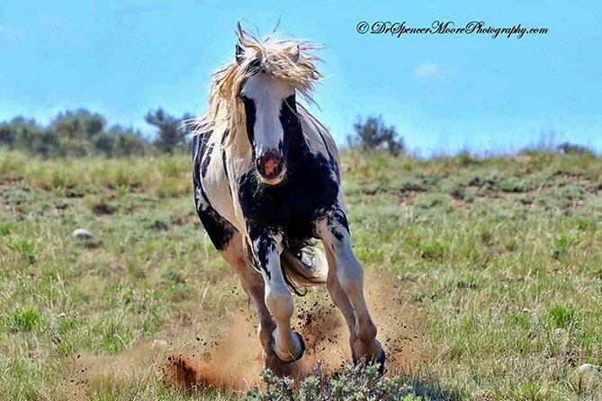 Red Canyon Wild Mustang Tours And Safaris In Cody Wyoming - At a glance