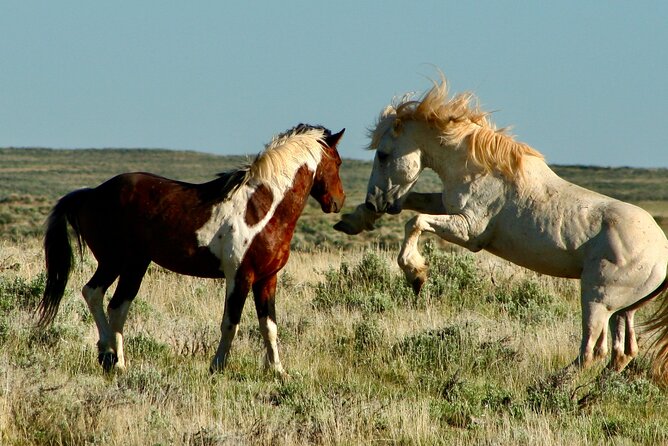 Red Canyon Wild Mustang Tours And Safaris In Cody Wyoming - Riding out from Cody toward McCullough Peaks