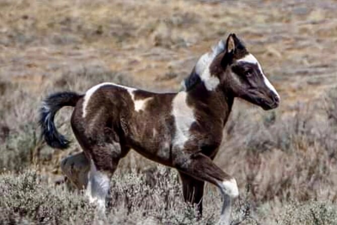 Red Canyon Wild Mustang Tours And Safaris In Cody Wyoming - Bentonite roads and changing conditions