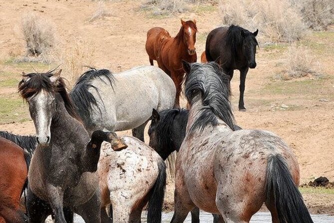 Red Canyon Wild Mustang Tours And Safaris In Cody Wyoming - Practical details before you go
