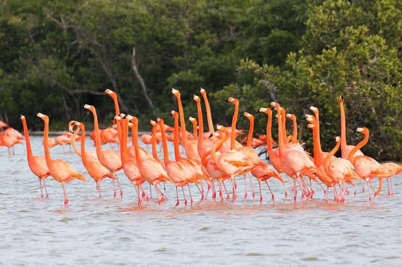 Rio Lagartos and Las Coloradas: EcoSafari Flamingo classic - Crocodiles in the wild