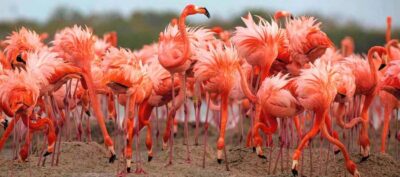 Rio Lagartos and Las Coloradas: Safari Flamingo Luxury