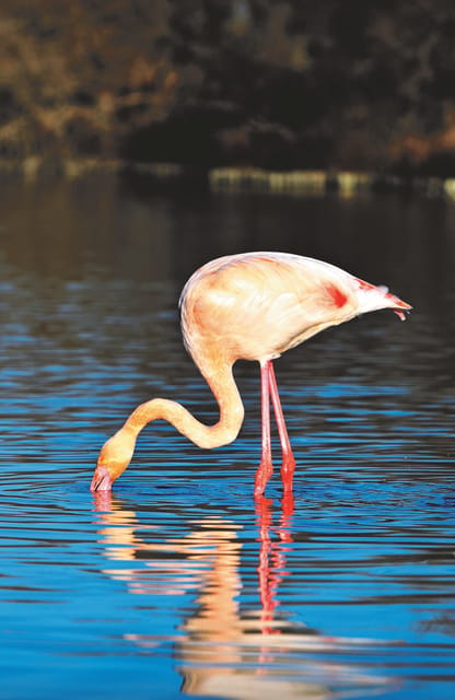 Safari 4x4 in Camargue / VIP Tour 3h30 / Grau du Roi - Guides, languages, and the feel of the tour