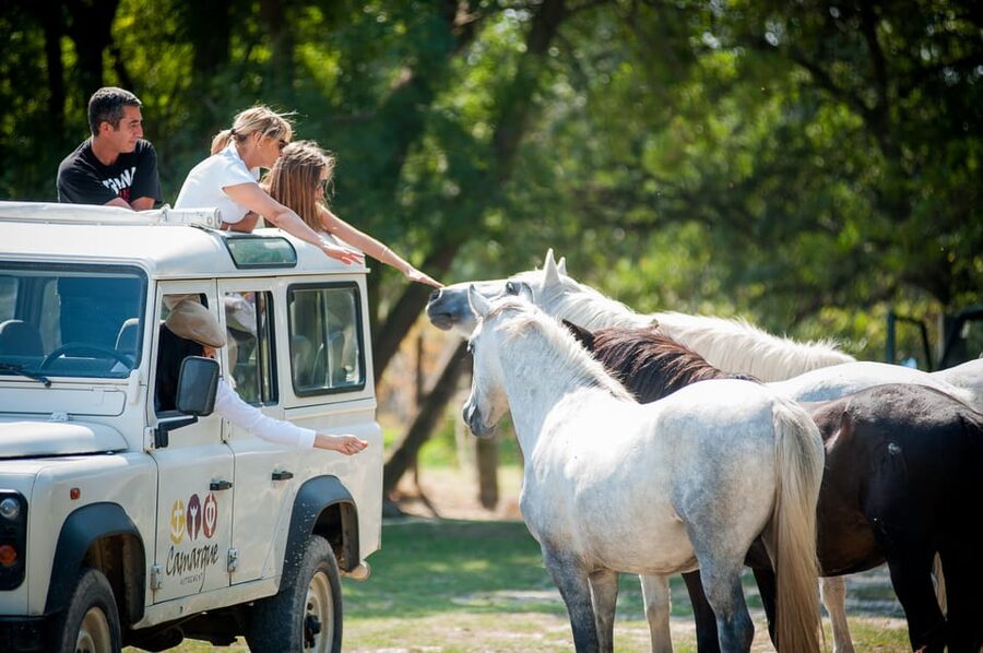 Safari 4x4 in Camargue / VIP Tour 3h30 / Grau du Roi - Who will enjoy this Camargue outing most