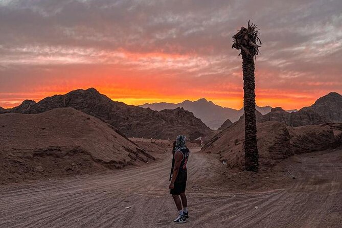 Safari 5 in 1 Quads, Camels, Show, Dinner & Star Gazing in Sharm El Sheikh - A short camel ride and Bedouin tea