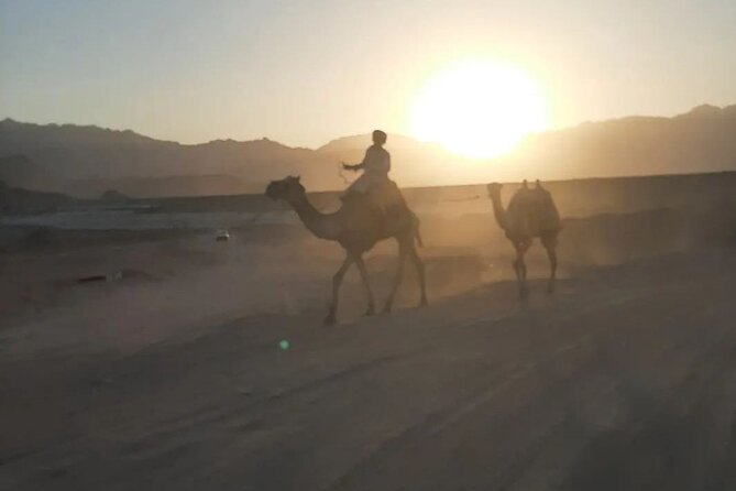 Safari 5 in 1 Quads Camels Star Gazing in Sharm El Sheikh - What the $48 price really covers