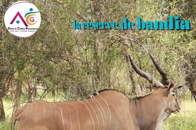 safari at the bandia reserve - Bandia Reserve: a short safari close to Dakar