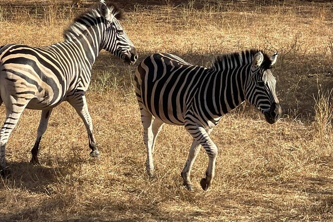 safari at the bandia reserve - What you will see along the route