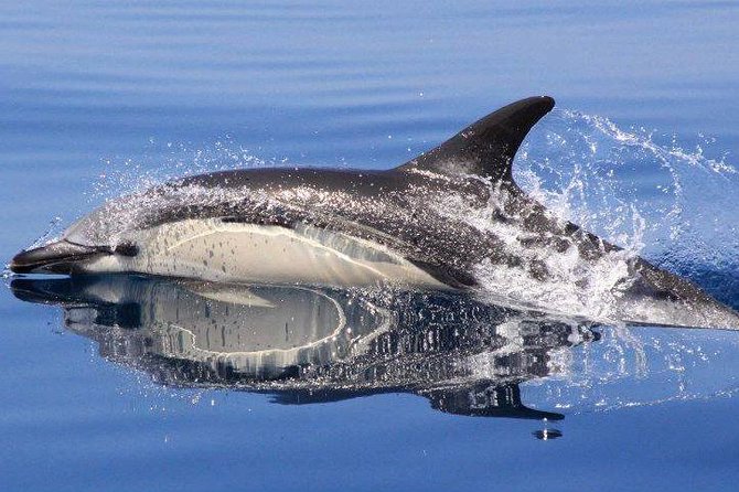 Safari & Boat Tour - Mountains & Dolphins - Why this Albufeira day works so well
