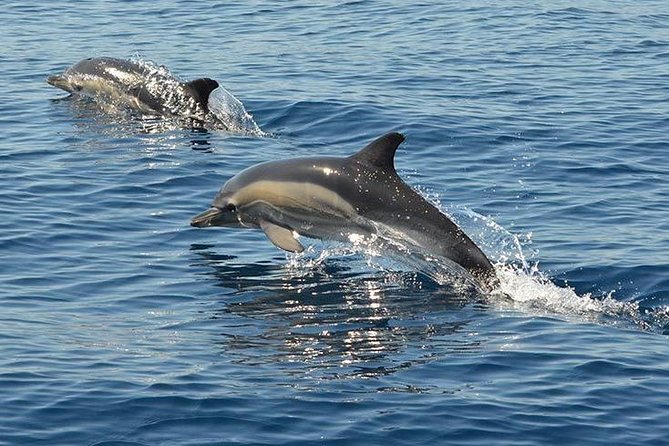 Safari & Boat Tour - Mountains & Dolphins - Springs, high points, and the payoff from going off road