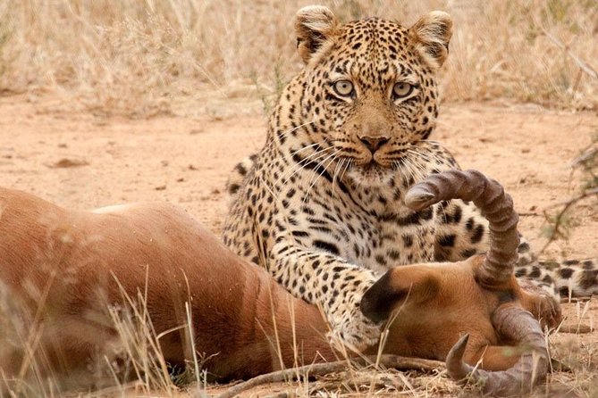 Safari Excelente y Safari lujos Tanzania - Two Serengeti days give the safari room to breathe