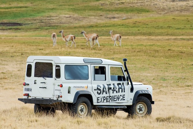 SAFARI EXPERIENCE - WILDLIFE & STEPPE - Key points to know before you book